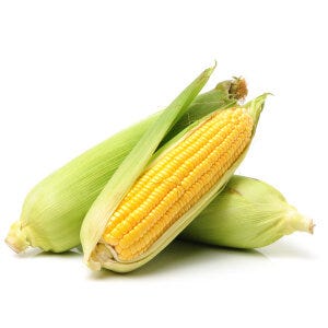 Corn Protein