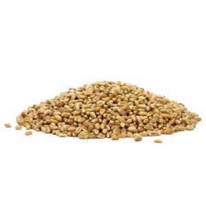 Wheat Protein