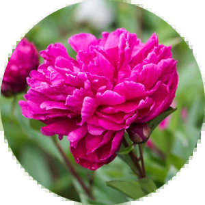 Peony Extract
